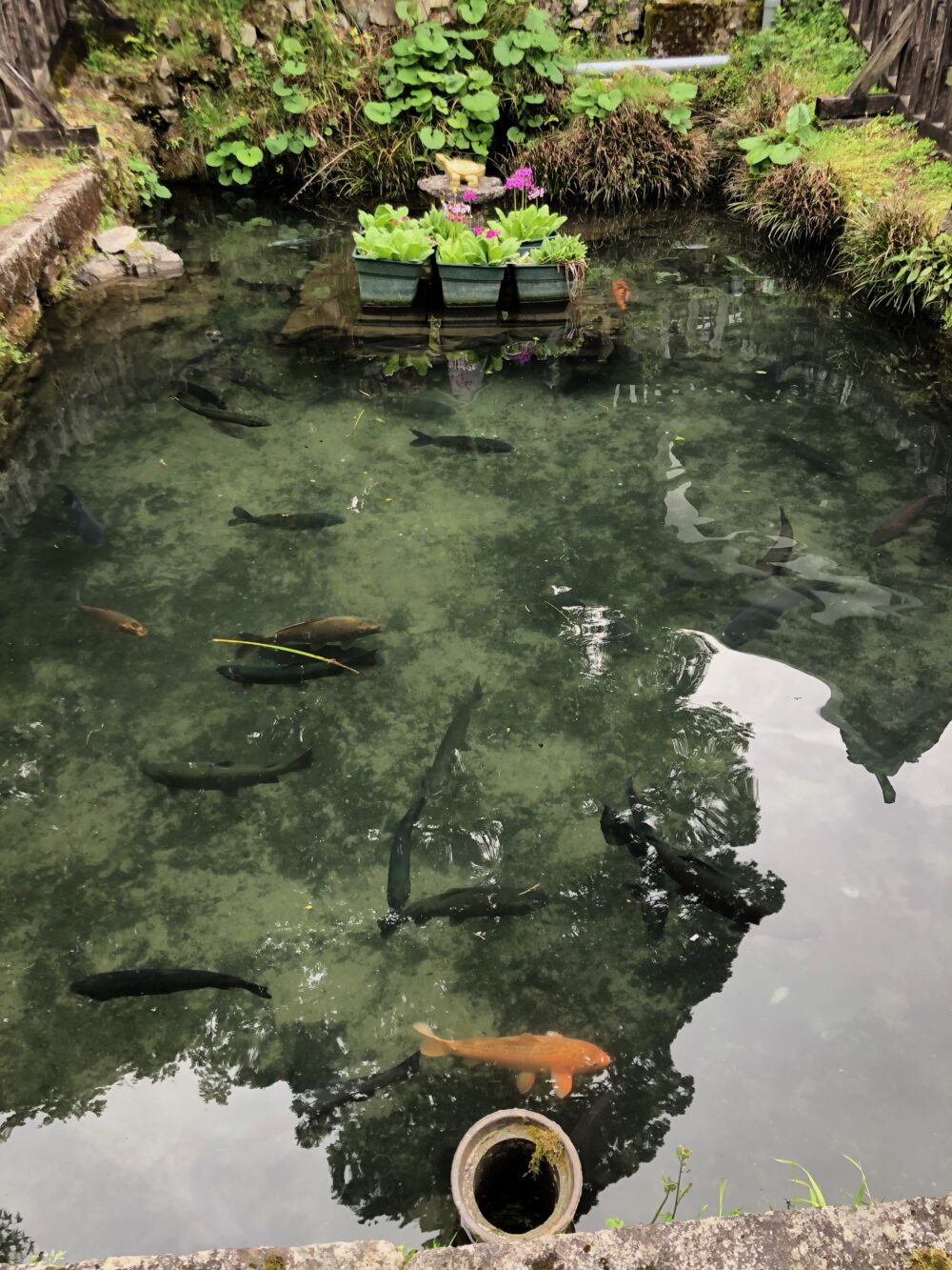 英彦山神宮　奉幣殿横の池