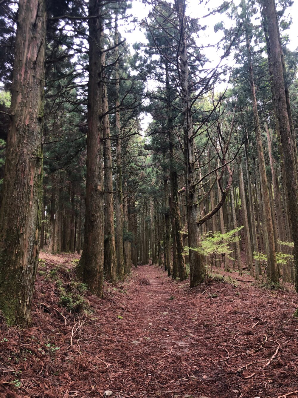 九州自然歩道の杉林